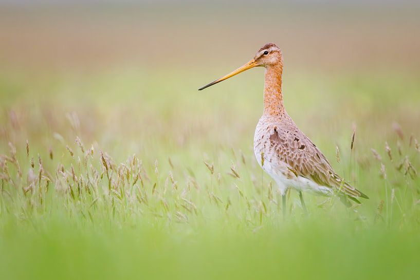 Black-tailed godwit in the polder near Castricum by Pim Leijen