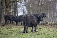 Cattle in the Harz Mountains by t.ART thumbnail