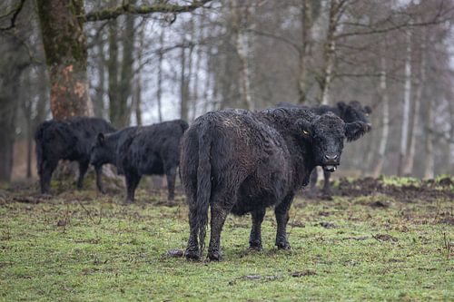 Cattle in the Harz Mountains