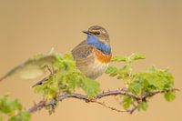 blauwborst tussen het groen