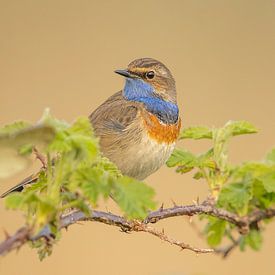 Blaukehlchen zwischen dem Grünzeug von Ben Bokeh