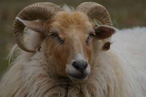 het wijze schaap van sandra berentsen