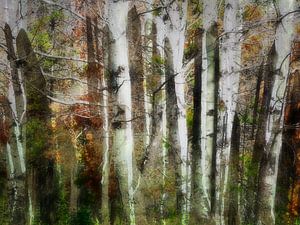 Rêves de forêt