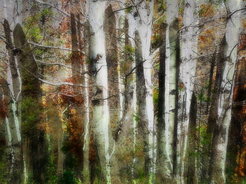 Forest dreams by Jeannet Zwols  Fotografie