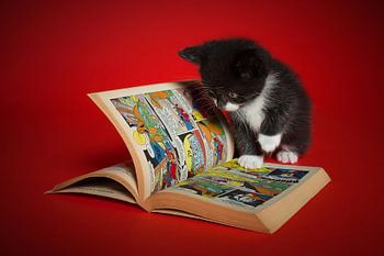 Donald Duck Kätzchen Katze Katze