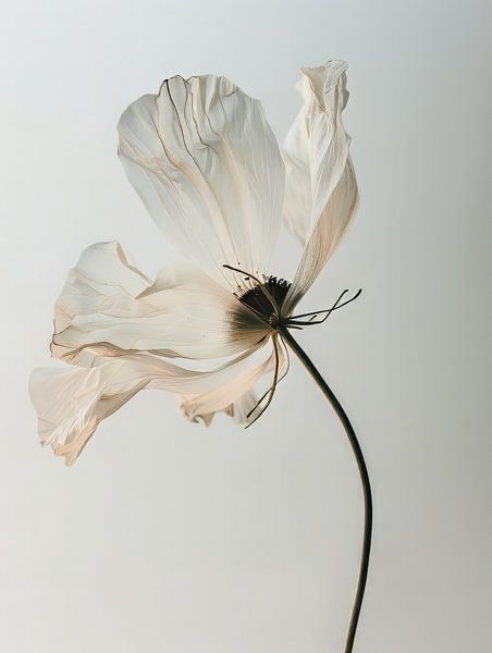 Amaryllis 2 par DNH Expressions