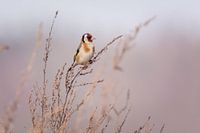 distelvink zit op gras