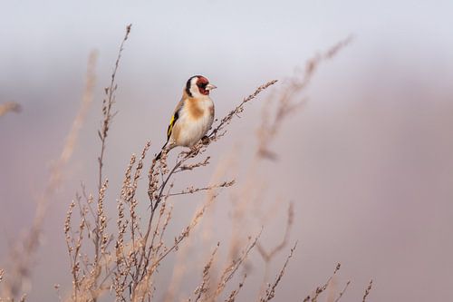 goldfinch sits on grasses