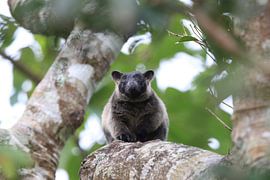 Een Lumholtz-boomkangoeroe (Dendrolagus lumholtzi) Queensland, Australië