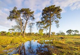 Strubben-Kniphorst-Wald - Drentsche Aa (Niederlande) von Marcel Kerdijk
