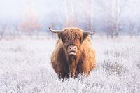 Schottische Highlander umgeben von gefrorenem Heidekraut