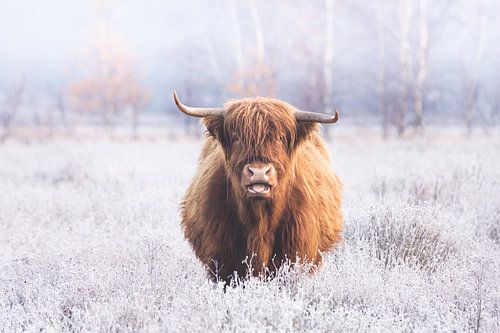 Schottische Highlander umgeben von gefrorenem Heidekraut