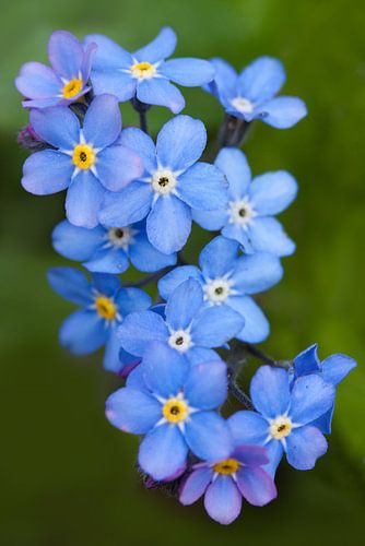 Forget-me-nots