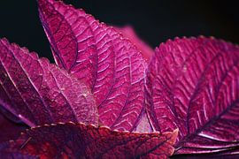 Roze/paarse plant uit Indonesië van Julian Oude Maatman