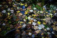 Herfst in het water