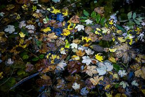 L'automne dans l'eau