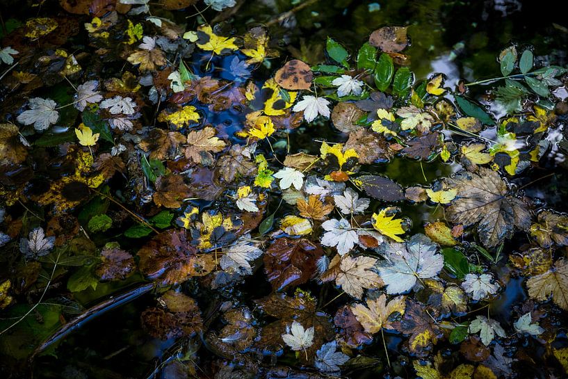 Herbst auf dem Wasser von Meint Brookman