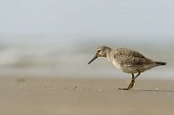 Kanoet aan zee par Gonnie van de Schans Aperçu