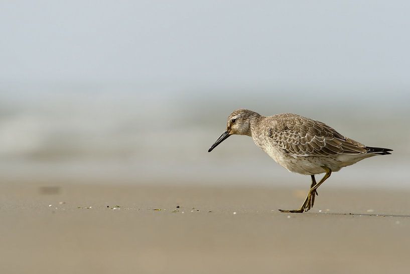 Kanoet aan zee by Gonnie van de Schans