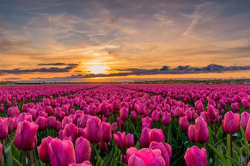 Tulip field with setting sun