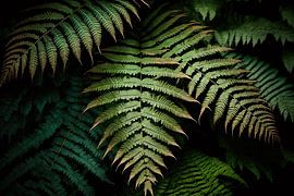 Fern leaves in the dark forest