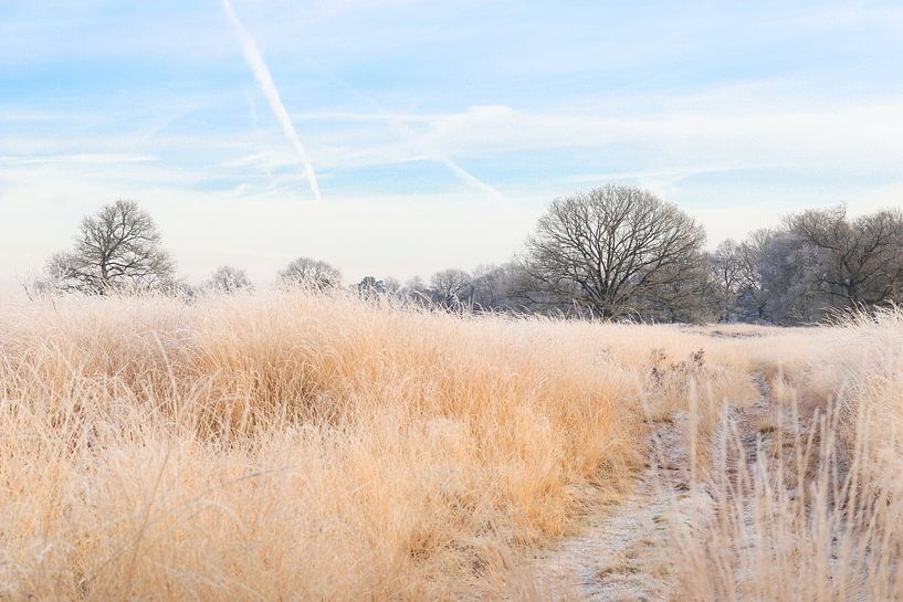 Winter Wonderland by Marcia Bergsma