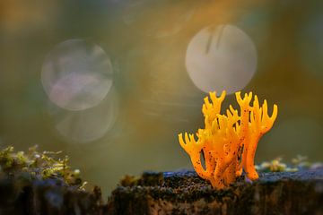 Sticky Coral Mushroom