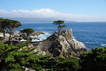 Le Cyprès solitaire - 17 Mile Drive