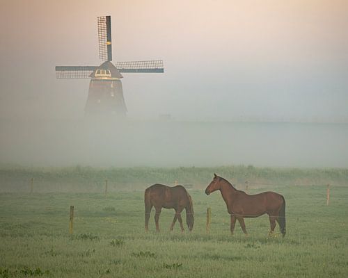 Twee paarden in een weiland met een molen gehuld in mist op de achtergrond tijdens zonsopkomst