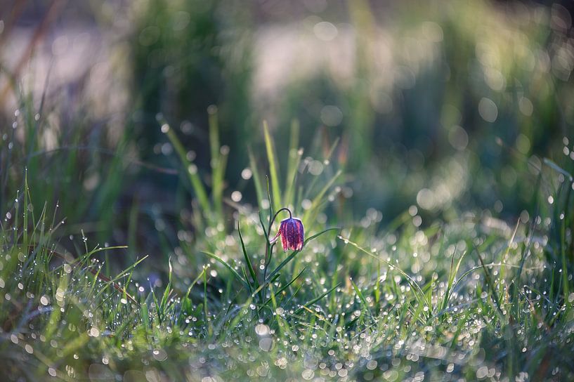 Kievitsbloem in het veld van Michel Knikker