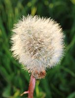Pluffball