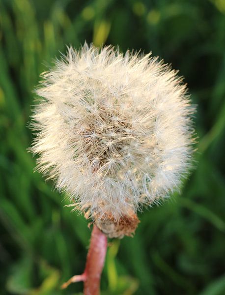Pluffball by Rosalie Broerze