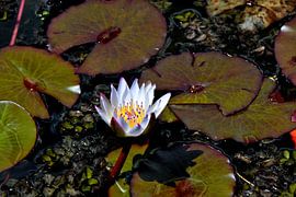 Nénuphar dans un jardin botanique en Colombie