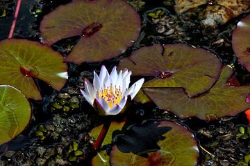 Water lily in botanical garden in Colombia