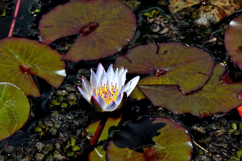 Water lily in botanical garden in Colombia by Karel Frielink