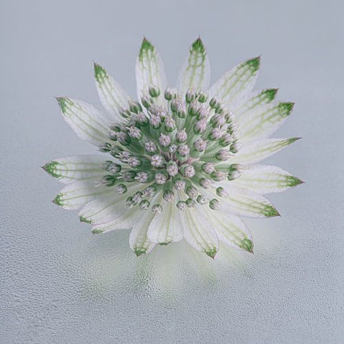 Vierkant met wit Zeeuws Knoopje op een waterig oppervlak