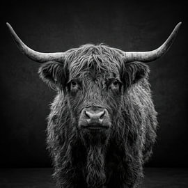 Scottish Highland Cow – portrait by Vlindertuin-Art