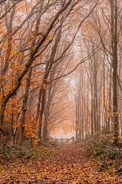 Chemin forestier brumeux d'automne avec une clôture en bois sur Dafne Vos