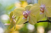 Orchideenzauber von Anja B. Schäfer Miniaturansicht