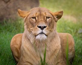 The Golden Gaze – Porträt einer Löwin von Triki Photography