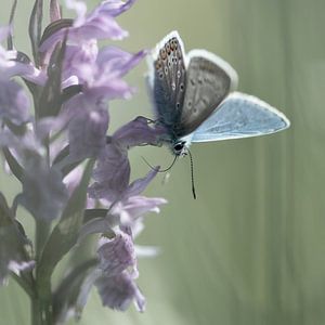 Orchidées et bleu