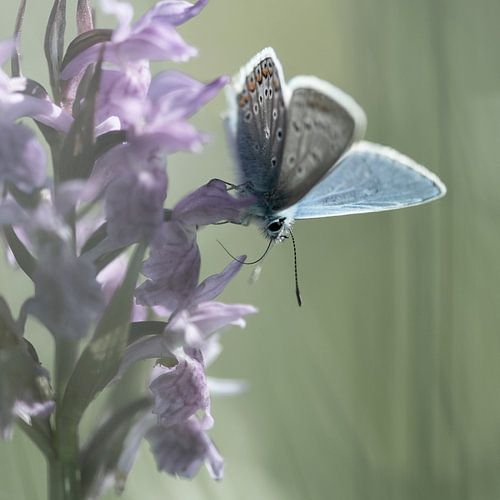 Orchids and blue