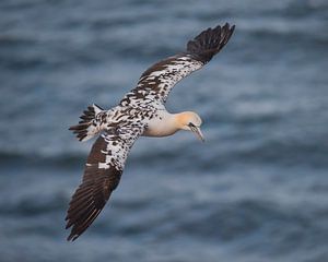 Brown Gannet bird