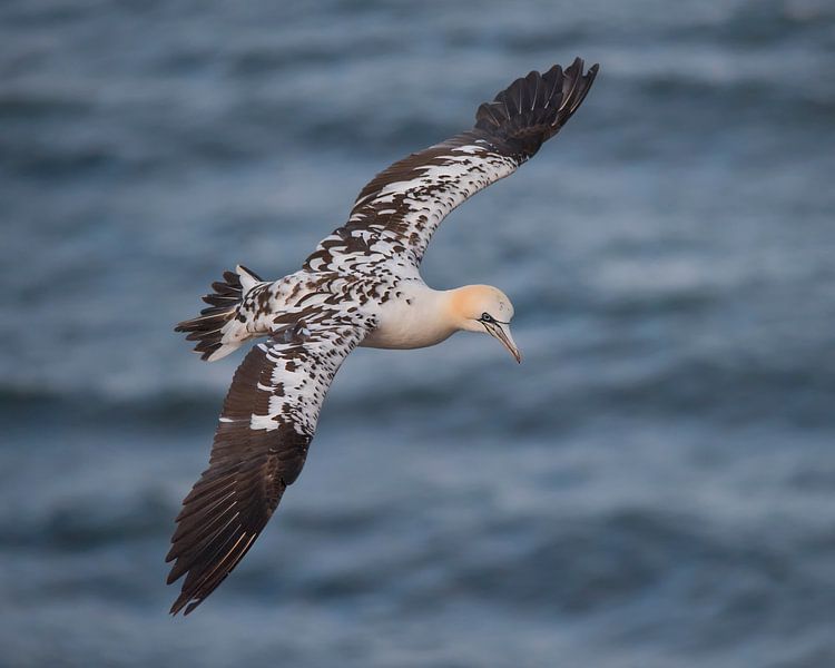 Brown Gannet bird van Vincent Willems