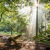 Sonnenstrahlen nach dem Regen im Taunuswald von Christian Müringer