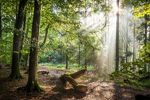 Rayons de soleil après la pluie dans la forêt du Taunus sur Christian Müringer