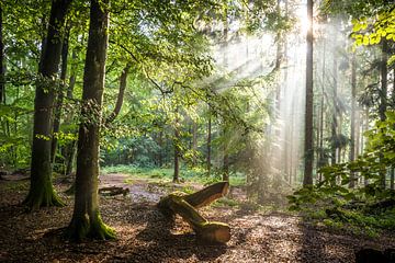 Zonnestralen na de regen in het Taunus bos van Christian Müringer