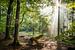 Sonnenstrahlen nach dem Regen im Taunuswald von Christian Müringer