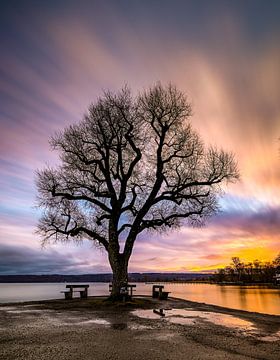 Baum im Morgenlicht von Markus Weber