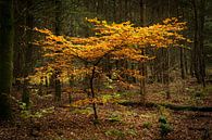 Solitärer Baum von Leo Kramp Fotografie Miniaturansicht